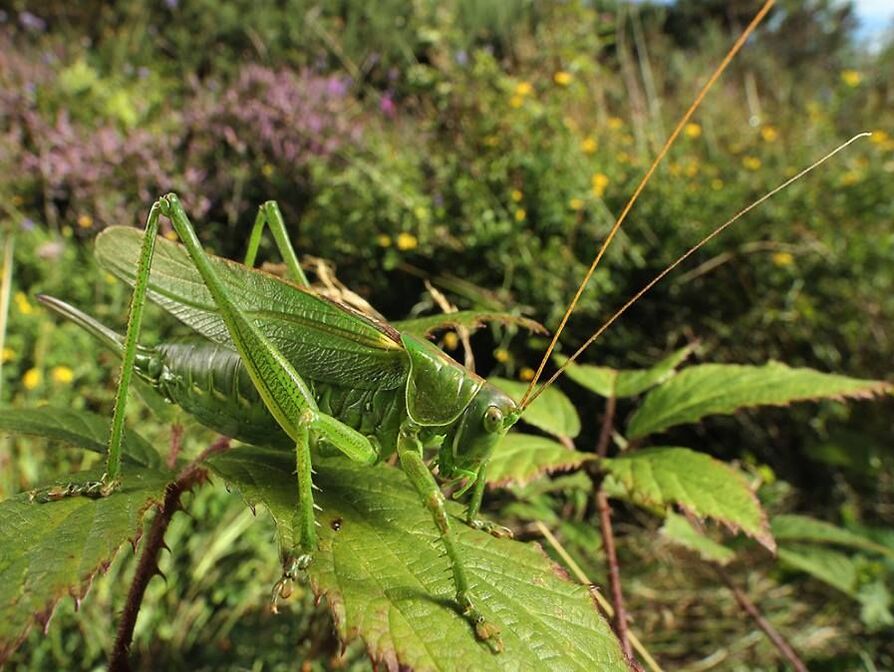 Great Green Bush-cricket by Adam Poledníček