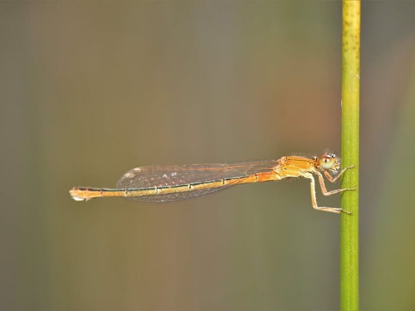Scarce Blue-tailed Damselfly by Kevin Gill